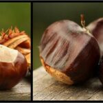 Quel marron peut ton manger ?