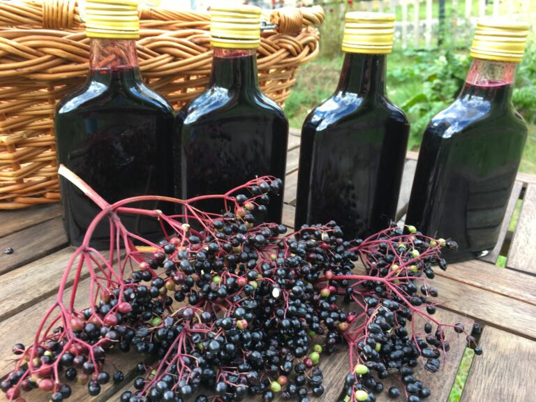 Quel moment pour cueillir les baies de myrte ? Quel moment pour cueillir les baies de myrte ?