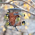 Quel oiseau mange les châtaignes ?