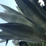 Quel plante ne meurt jamais ?