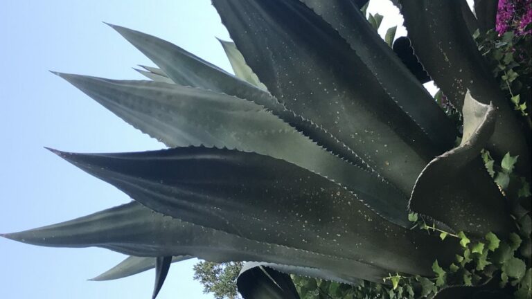 Quel plante ne meurt jamais ?