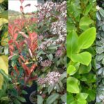 Quel plante pour faire du pesto ?