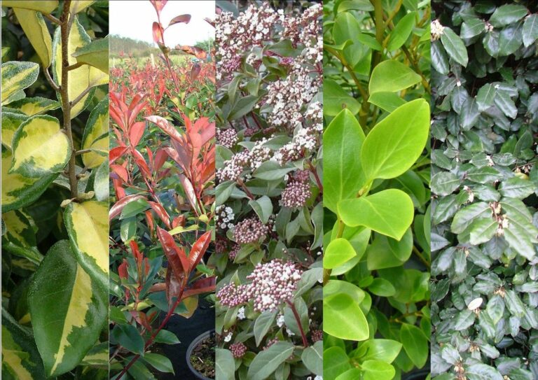 Quel plante pour faire du pesto ?