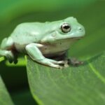 Quel poids de grenouille par personne ?