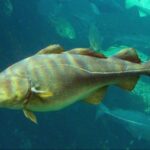 Quel poisson Appelle-t-on morue ?