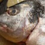 Quel poisson Eviter bébé ?