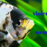 Quel poisson Peut-on pocher ?