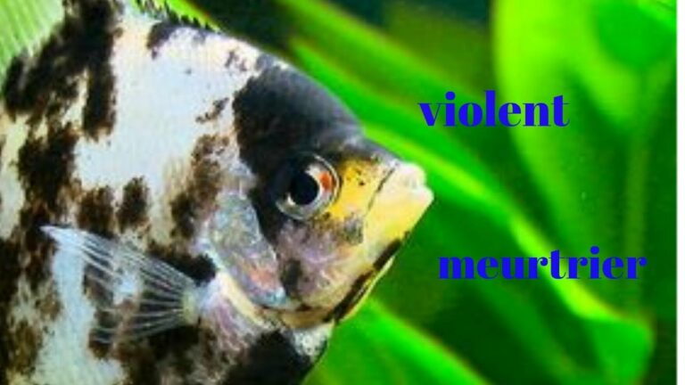 Quel poisson Peut-on pocher ?