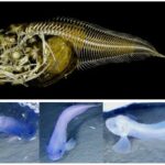 Quel poisson a beaucoup d'arêtes ?