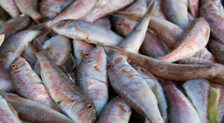 Quel poisson a le plus de vitamine ?