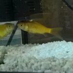 Quel poisson choisir pour une ballotine ?