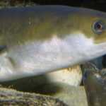 Quel poisson dans l'Atlantique ?