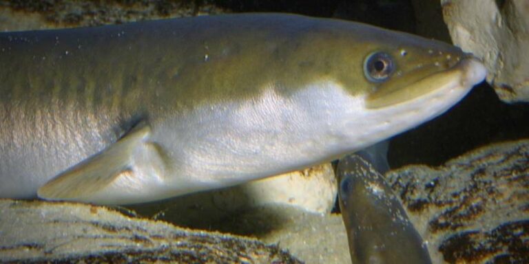 Quel poisson dans l'Atlantique ?