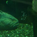 Quel poisson dans l'océan Atlantique ?