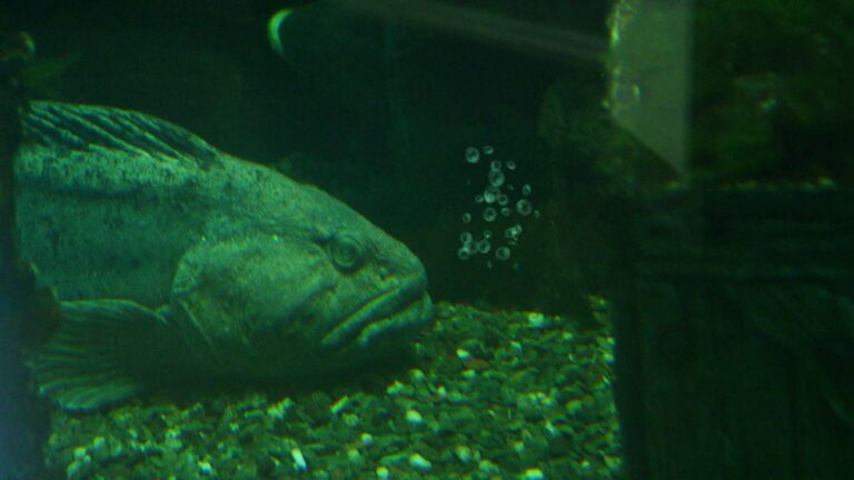 Quel poisson dans l’océan Atlantique ? Quel poisson dans l'océan Atlantique ?