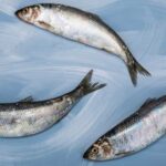 Quel poisson est le hareng ?