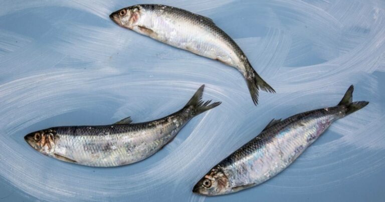 Quel poisson est le hareng ?