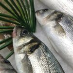 Quel poisson est le plus fin ?