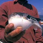 Quel poisson est toxique ?