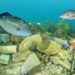 Quel poisson le moins pollué ?