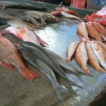 Quel poisson manger le moins pollué ?