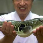 Quel poisson manger sans danger ?