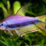 Quel poisson mettre avec des Tetra ?