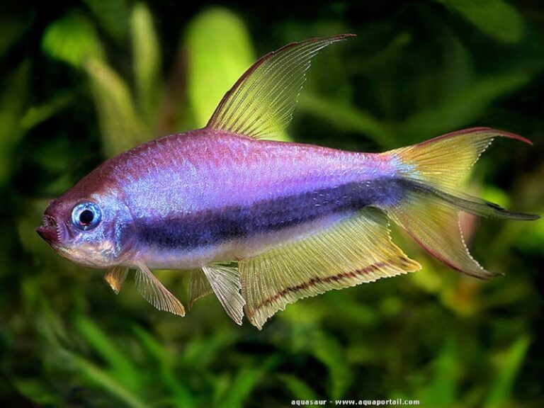 Quel poisson mettre avec des Tetra ?