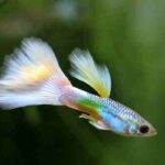 Quel poisson peut vivre seul dans un aquarium ?