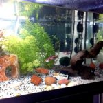 Quel poisson pour 10 litres d'eau ?