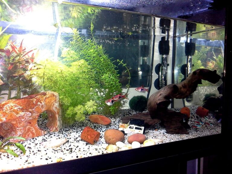 Quel poisson pour 10 litres d'eau ?