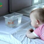 Quel poisson pour bébé 1 an ?