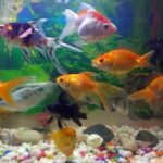Quel poisson pour les bébés ?