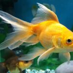 Quel poisson quand on est enceinte ?
