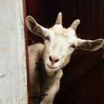 Quel prénom pour une chèvre ?