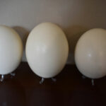 Quel prix pour un œuf d'autruche ?