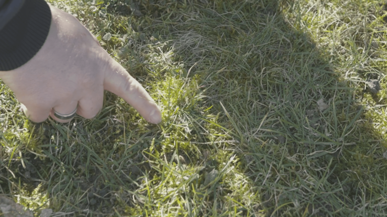 Quel produit pour enlever la mousse dans le gazon ?