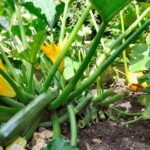 Quel rendement pour un pied de courgette ?
