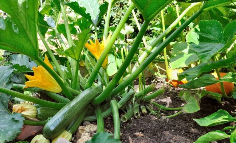 Quel rendement pour un pied de courgette ? Quel rendement pour un pied de courgette ?