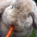 Quel salade Les lapins peuvent manger ?