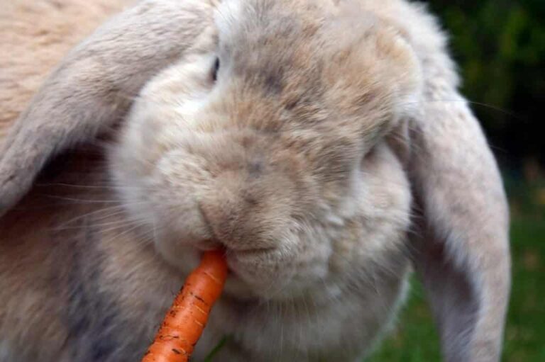 Quel salade Les lapins peuvent manger ? Quel salade Les lapins peuvent manger ?