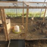 Quel sol pour les cailles ?