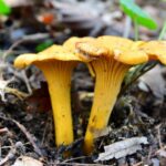 Quel sont les champignons comestibles ?