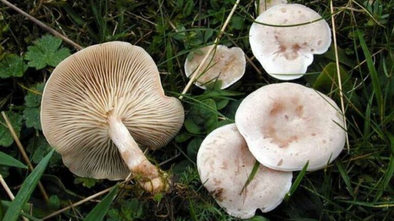Quel sont les champignons qui se mange ?