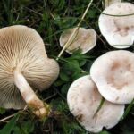 Quel sont les champignons qui se mange ?