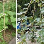 Quel support pour concombre ?