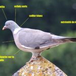 Quel type de pigeon se mange ?