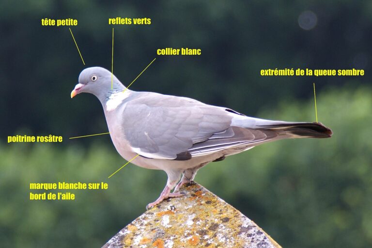 Quel type de pigeon se mange ?