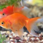 Quel type de poisson pour bébé ?