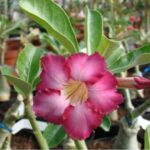 Quel type d'engrais pour rose du désert ?